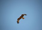 Zwarte wouw (oostelijk) (black-eared kite) Milvus migrans lineatus  - Gerkamp bij Gurvanbulag 13-08-2016 (4)
